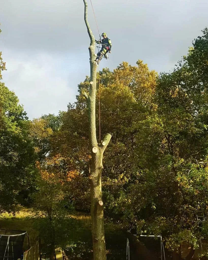This is a photo of an operative from NS Tree Surgery Cobham felling a tree. He is at the top of the tree with climbing gear attached about to remove the top section of the tree.