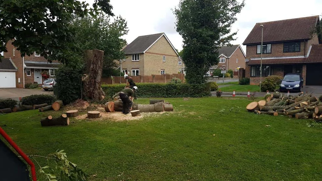 This is a photo of a tree that has been cut into sections on a communal area, and is now being removed from site. Works undertaken by NS Tree Surgery Cobham
