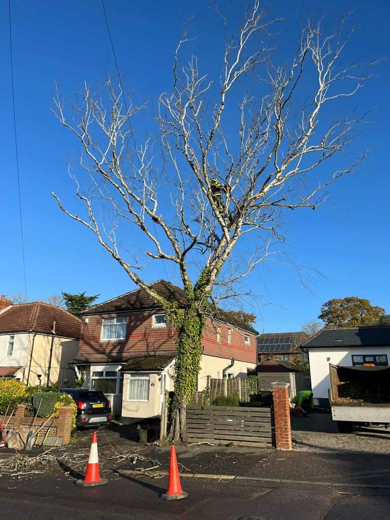 This is a photo of a tree on the pavement that is having limbs removed which are near to power lines. Works undertaken by NS Tree Surgery Cobham