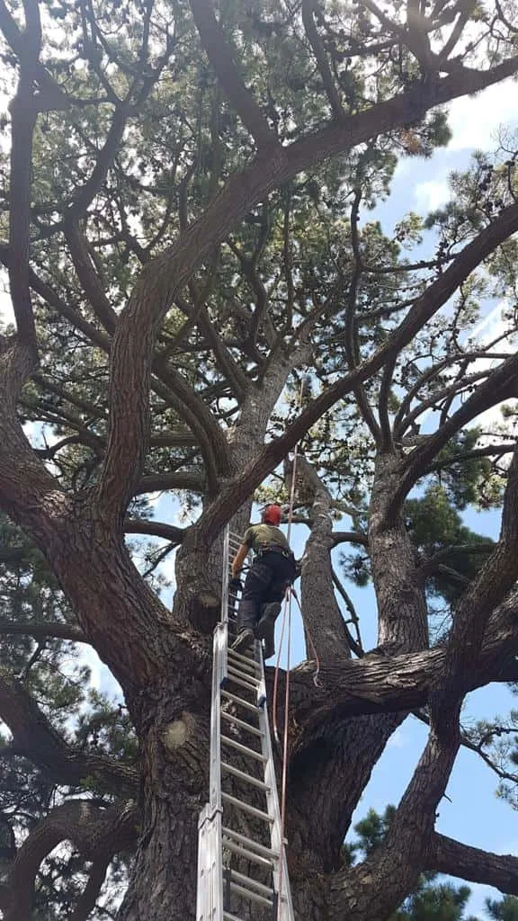 This is a photo of a very large tree with a ladder resting on it and an operative from NS Tree Surgery Cobham climbing up it to carry out tree surgery